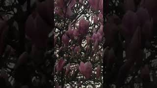 Download Lagu Flower blossom#blossom #winterfloweringplant MP3