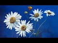 Watercolor painting of daisies in a glass and brush care