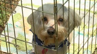 10th Annual Super Pet Adoption