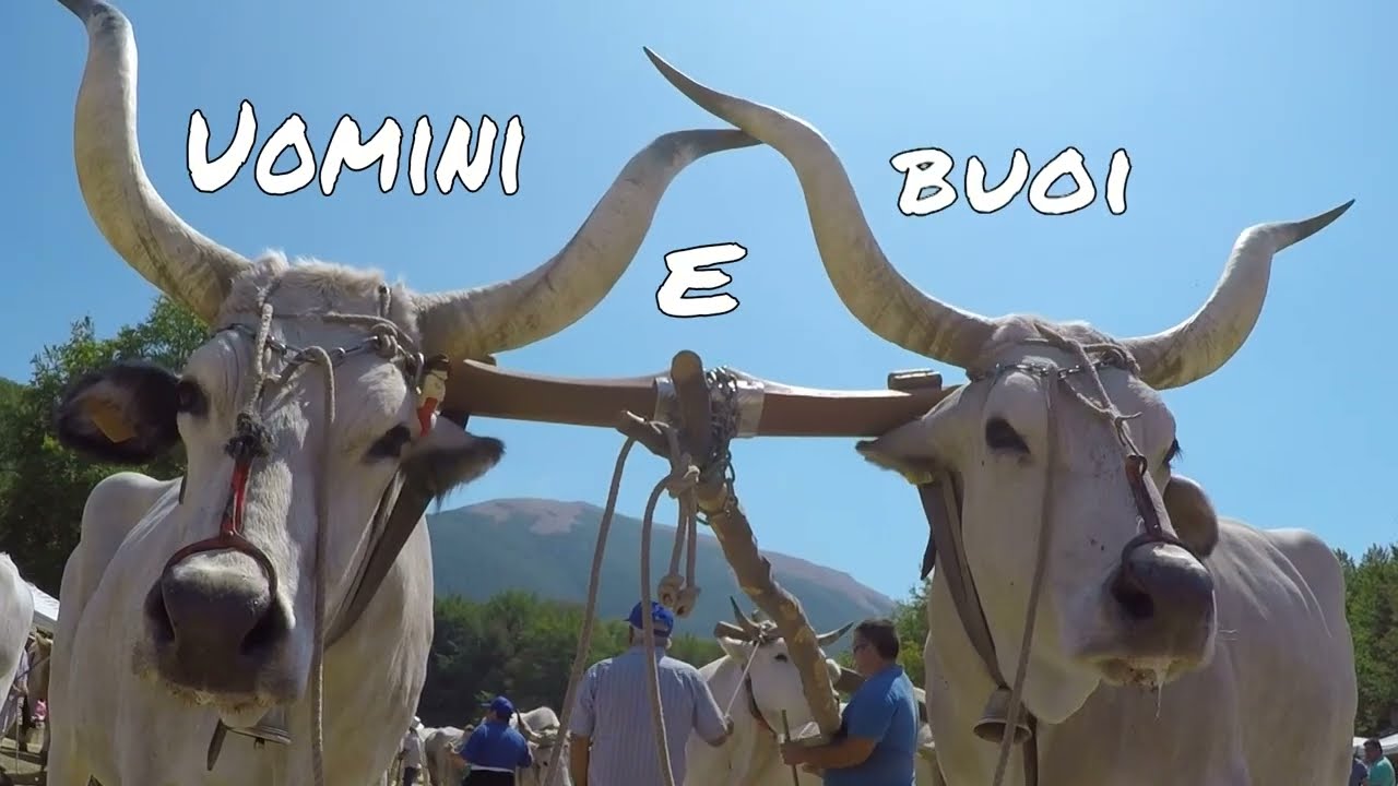 Uomini e Buoi - I riti arborei di Viggianello -  Anteprima