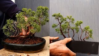 Replanting a raft-making Japanese yew tree in a unique pot [With