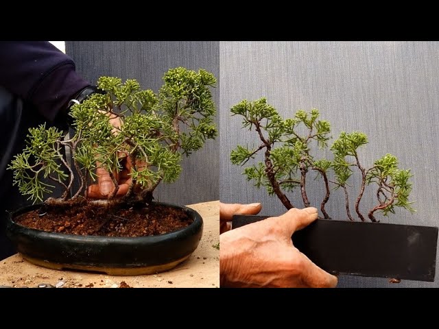 Replanting a raft-making Japanese yew tree in a unique pot [With