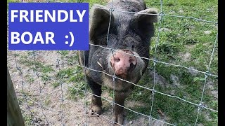 4K Friendly PIGGY. Huge Black pig from Warwick, NY. Animals  farm. Male pig. Funny Black  boar.