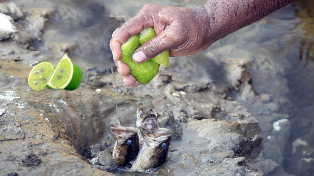 BEST LATEST FISHING VIDEO WITH LEMON NATRUAL FISHING