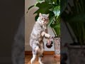 #humor #memes #gatos