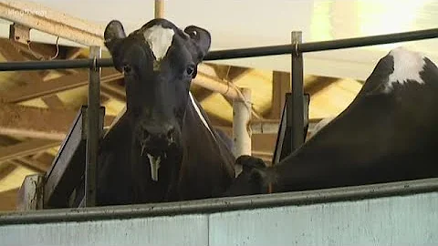 Cow manure to clean water in Whatcom County