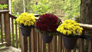 Go Beyond Basic Mums