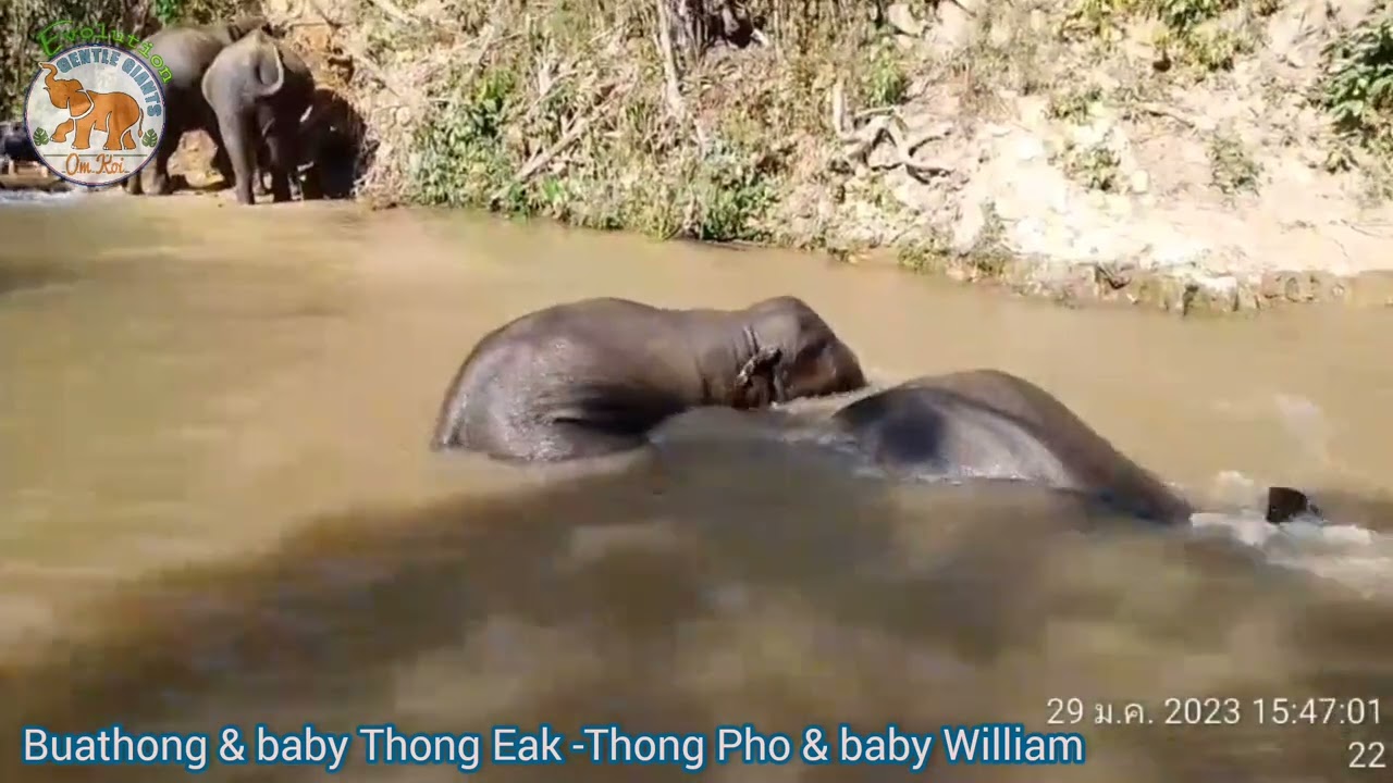 Om Koi Evolution Elephant Volunteer Program is Here 🐘👇