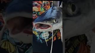 Caught me a gafftopsail catfish on the Indian River in Melbourne, Florida!! ❤️Please Subscribe!!!