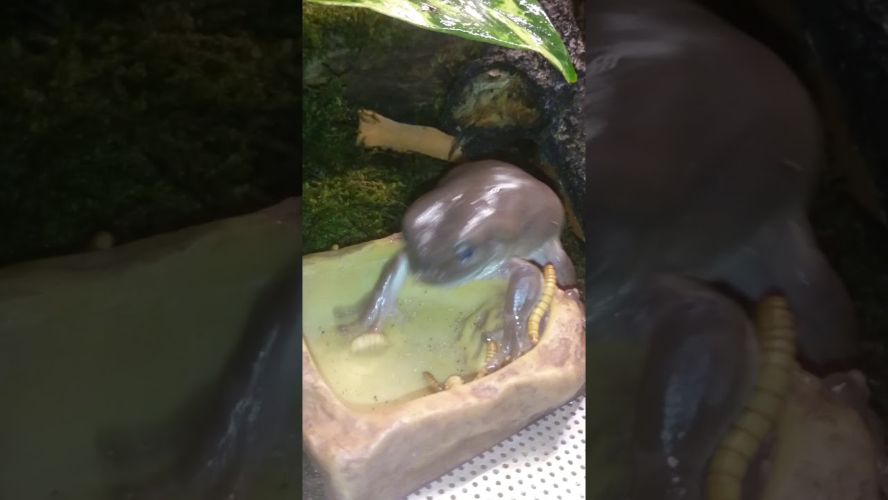 camera iphone 8 plus apk Korallenfinger Laubfrosch.