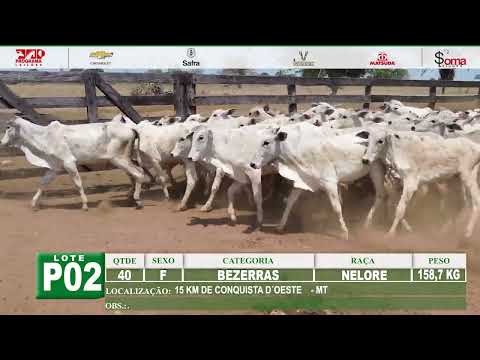 Lote P02