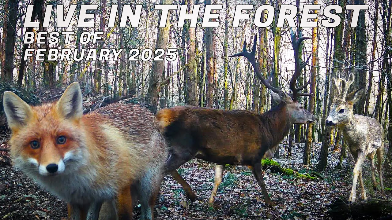 LIVE in the FOREST - best of February 2025