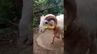 domba harus di keluarin dari kandang #domba #dombagarut