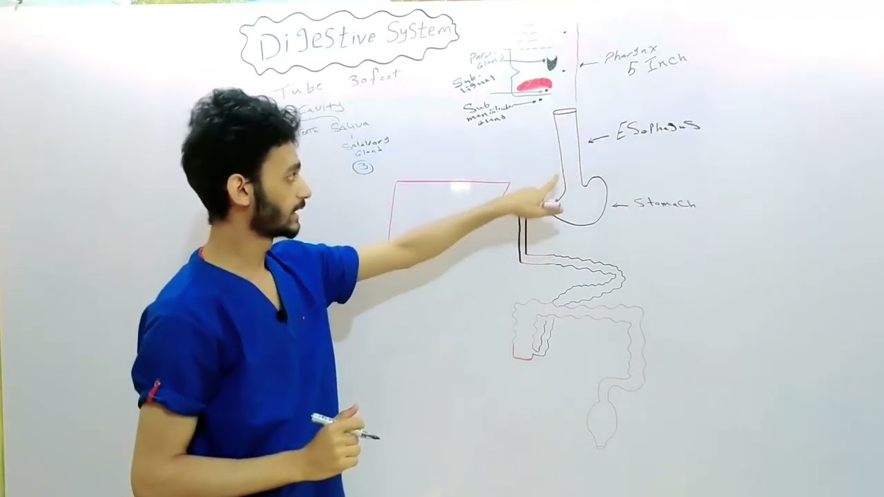 Anatomy of Digestive system (تشريح الجهاز الهضمي)