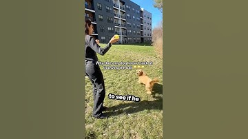 This Dog Knows Who Throws Better