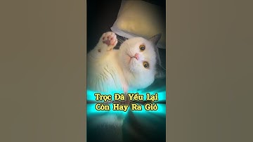 Trọc Đã Yếu Lại Còn Hay Ra Gió🐱😂 #thúcưng #vậtnuôi #chómèohàihước #funny #meohera