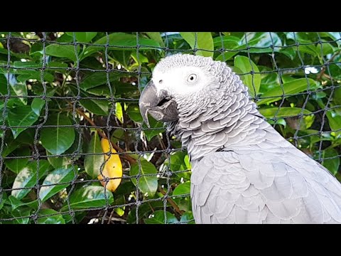 Video: So Trainieren Sie Ihren Halskettenpapagei