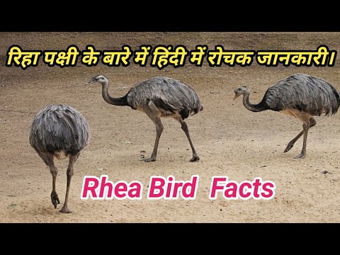 rhea bird information in hindi || Rhea pakshi ke bare mein Hindi mein