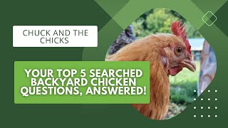 Your Most Searched Backyard Chicken Questions, Answered!