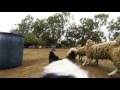 Jess' eye view herding