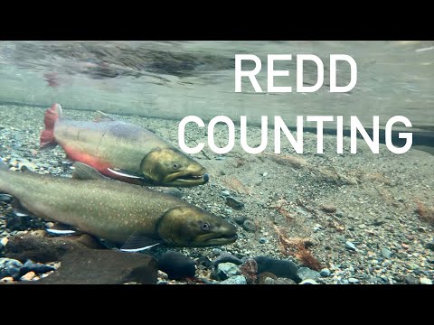 Redd Counting | Bull Trout Spawner Abundance