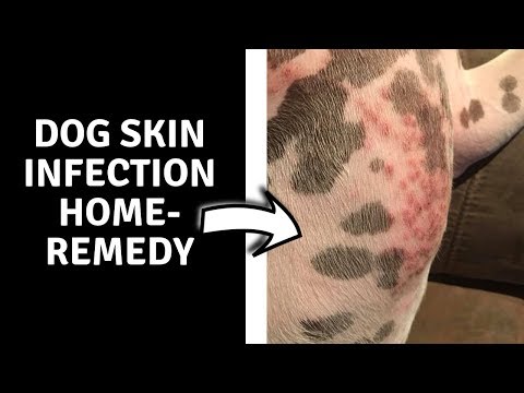 dog-skin-infection-home-remedy---home-remedy-for-dog