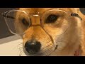 200iq shiba inu speaks to a human