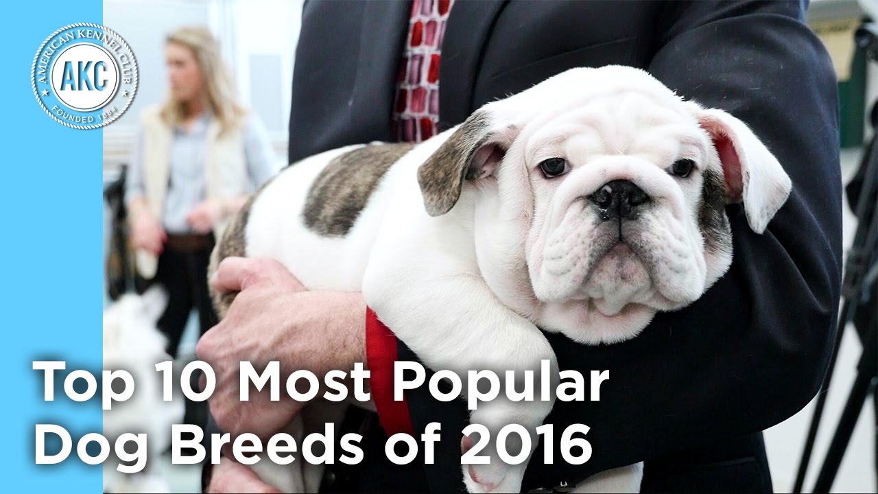 akc top 10 breeds