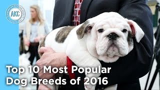 AKC's Top 10 Most Popular Dog Breeds of 2016
