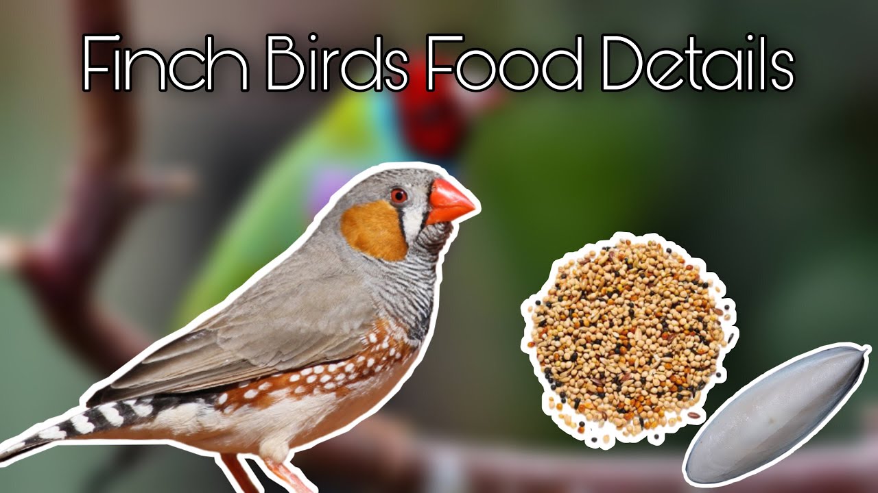 Finch Birds Food 2020 ফিঞ্চ পাখির খাবার ২০২০ YouTube