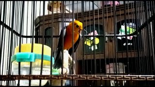 ANIS MERAH TELER KONSLET NGOTOT BUKA EKOR