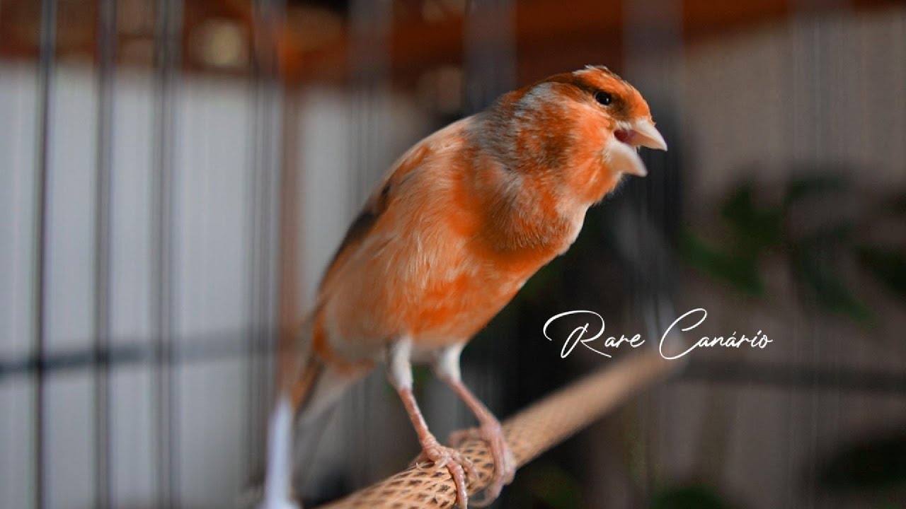 raro canto canário. muito bom para o seu mestre canário  HD  - Rare Canário