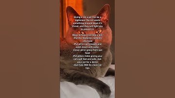 How to give a cat a pill #shorts #cats #cat