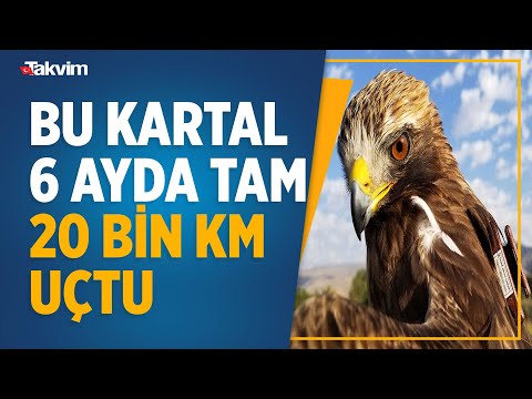 Uydudan takip edilen kartal 6 ayda 20 bin kilometre uçtu! İşte kartalın harita üzerindeki rotası