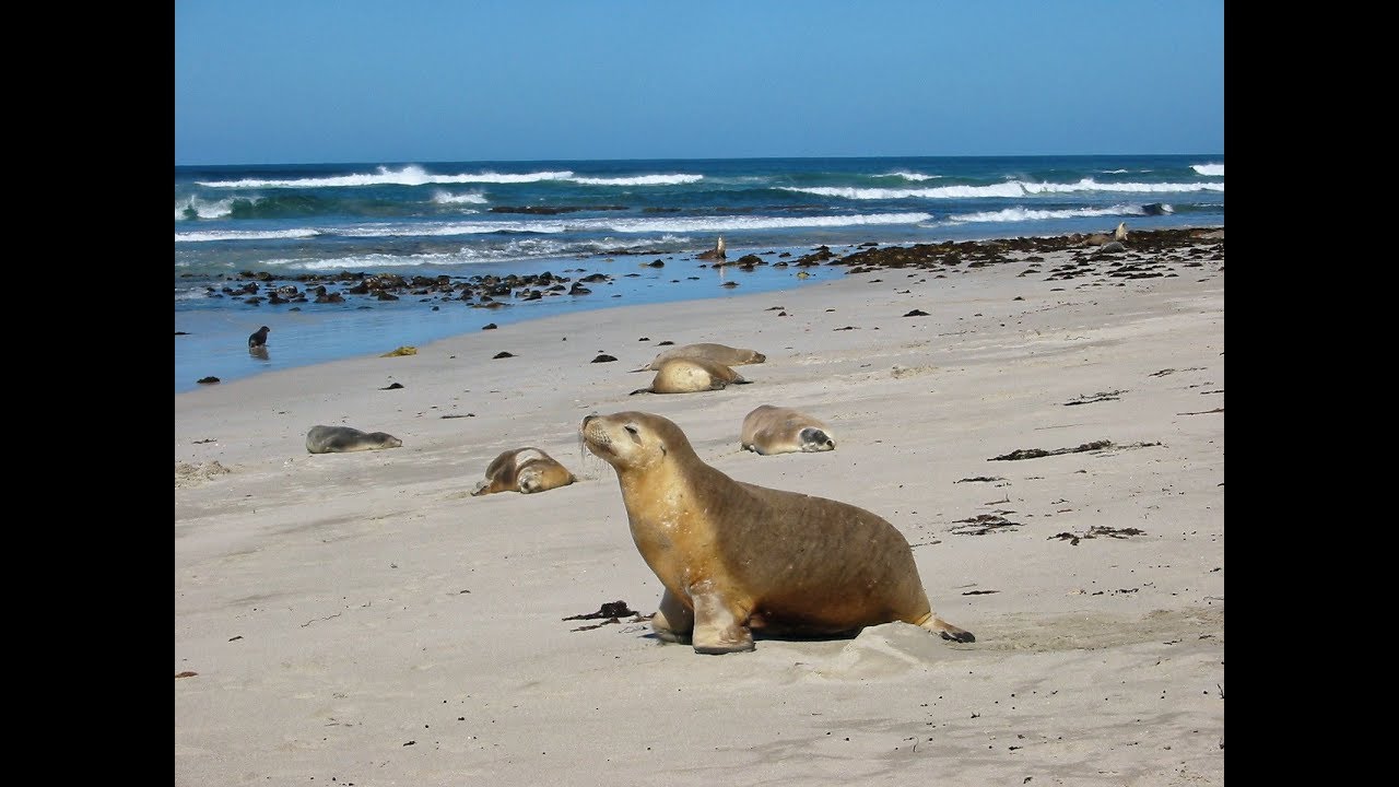 Les Lions De Mer Kangaroo Island Seal Bay Australie Youtube Les Lions De Mer Kangaroo Island Seal Bay Australie Youtube