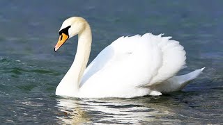 Things You Need Know About Mute Swan  Mute Swan Facts  Animal And Pets