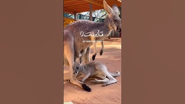 #قران_كريم #راحة_نفسية #المصحف #الرحمن #قرآن #اسمعنا #القرآن_الكريم #القارئ #تلاوة_خاشعة