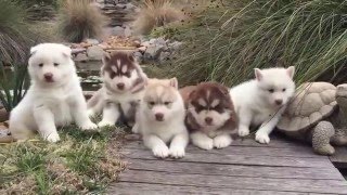 4 Weeks Old Siberian Husky Puppies by Pure Siberian Husky 128,002 views 8 years ago 1 minute, 5 seconds