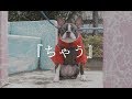 クリトリック・リス / ちゃう  (Music Video)