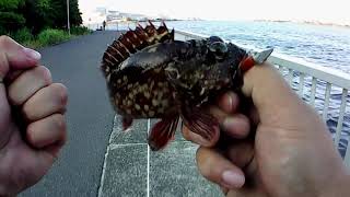 【カサゴ道場】♯23 やっとの思いで釣れて嬉しい 20210610