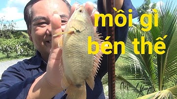 Câu cá, mồi bén mà vào tay cần cao thủ thì... | Gò Công TV