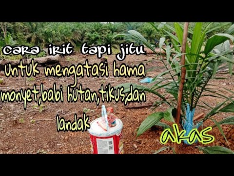 Video: Hama hutan: daftar dengan foto, cara mengatasinya