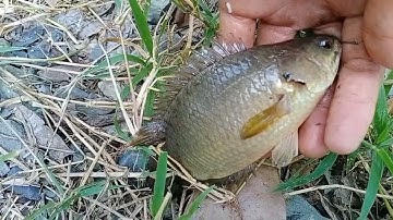 câu cá rô đồng, cá thác lác thiên nhiên: con kênh huyền thoại toàn rô đồng cụ.