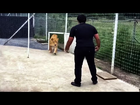 Aslan, Sahibini 7 Yıldır Görmemişti. Onu Görünce Bakın Ne Oldu! Kimse Beklemiyordu