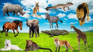 Khoảnh khắc hạnh phúc của động vật xung quanh ta Báo đốm, Gà, Sư tử cái, Gấu, Âm thanh các con vật