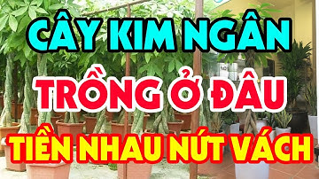 Tại Sao Người Giàu Luôn Âm Thầm Đặt Cây KIM NGÂN Này Trong Nhà Giúp Tiền Bạc Ùn Ùn Kéo Đến