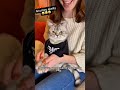 Halloween If You Re Spooky And You Know It Clap Your Hands FunnyCat CatCostume 