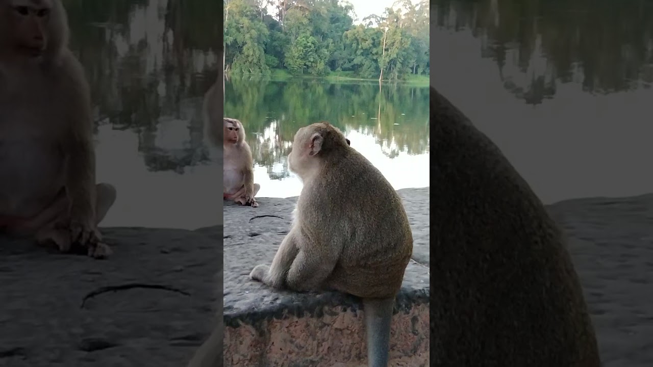monkey Angkor Somson at the south Angkorwat with friends