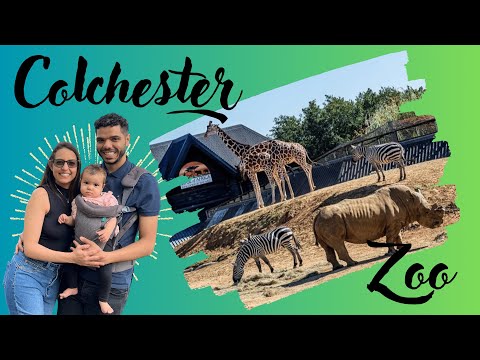 Vídeo: Melhores coisas para fazer em Colchester, Inglaterra