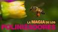 El fascinante mundo de las abejas: polinizadoras esenciales para la vida ile ilgili video